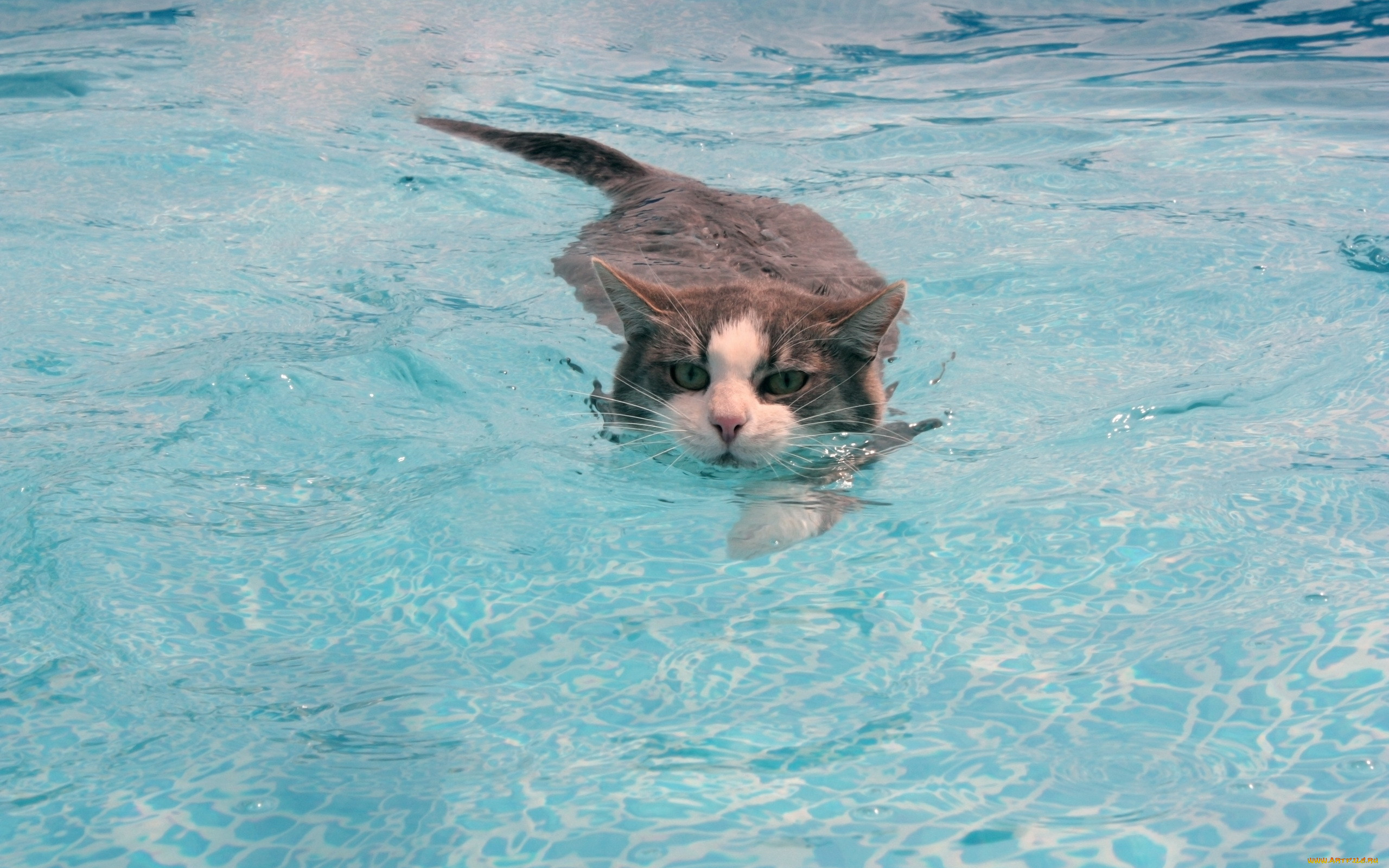 Котик в воде